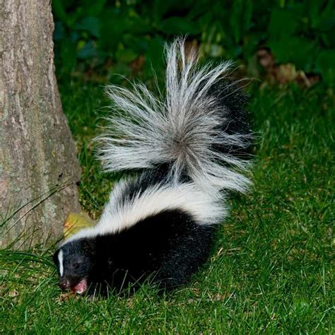 The Therapeutic Benefits of Skunk Camp Magic Eyes